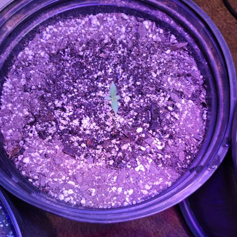 Red Poison Auto growlog timeline photo