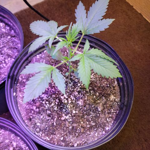 Red Poison Auto growlog timeline photo