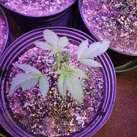 Red Poison Auto growlog timeline photo
