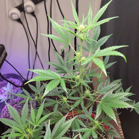 Tropicana Cookies Auto growlog timeline photo