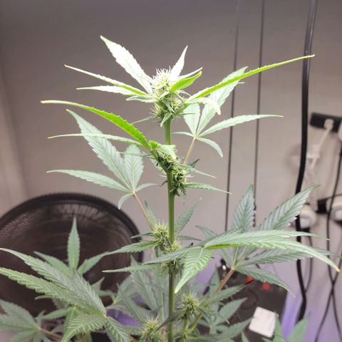 Tropicana Cookies Auto growlog timeline photo