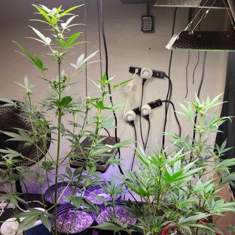 Tropicana Cookies Auto growlog timeline photo
