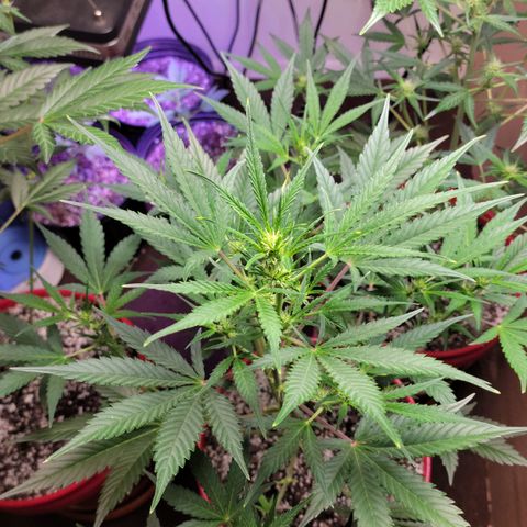 Tropicana Cookies Auto growlog timeline photo