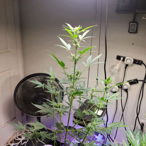Tropicana Cookies Auto growlog timeline photo
