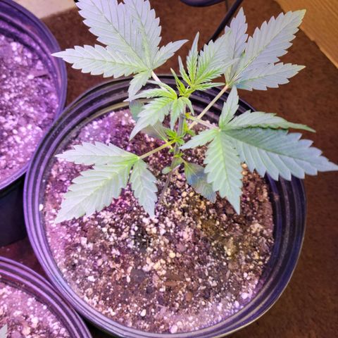 Red Poison Auto growlog timeline photo