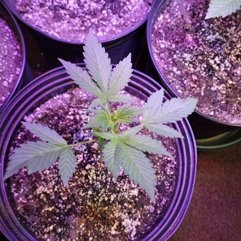Red Poison Auto growlog timeline photo
