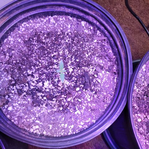 Red Poison Auto growlog timeline photo