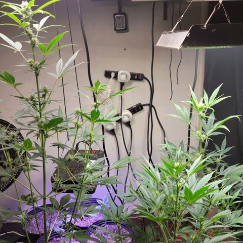 Tropicana Cookies Auto growlog timeline photo