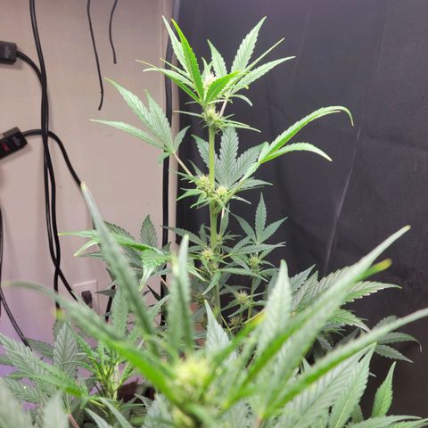 Tropicana Cookies Auto growlog timeline photo