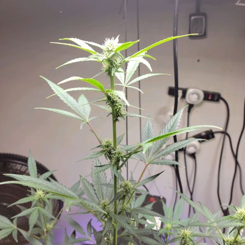 Tropicana Cookies Auto growlog timeline photo