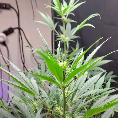 Tropicana Cookies Auto growlog timeline photo