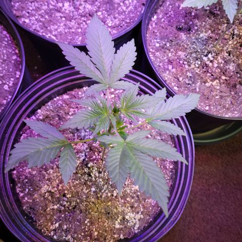 Red Poison Auto growlog timeline photo