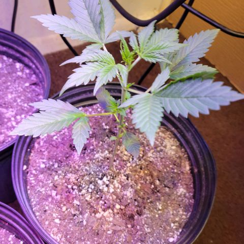 Red Poison Auto growlog timeline photo
