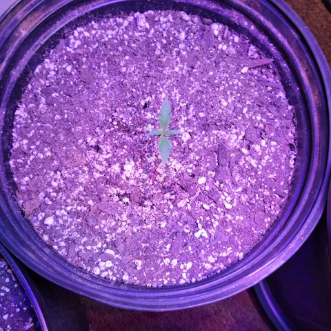 Red Poison Auto growlog timeline photo