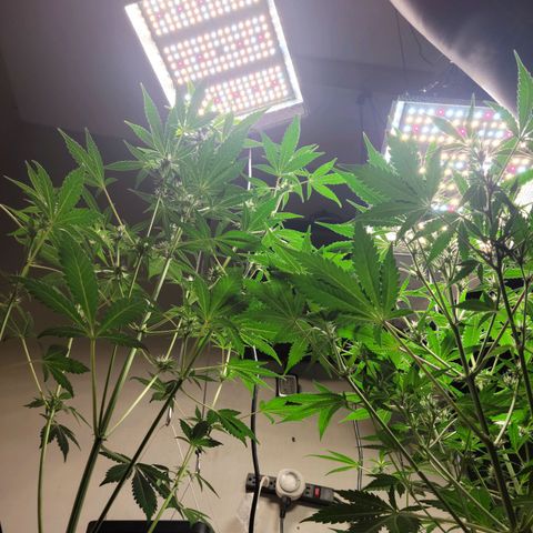 Tropicana Cookies Auto growlog timeline photo
