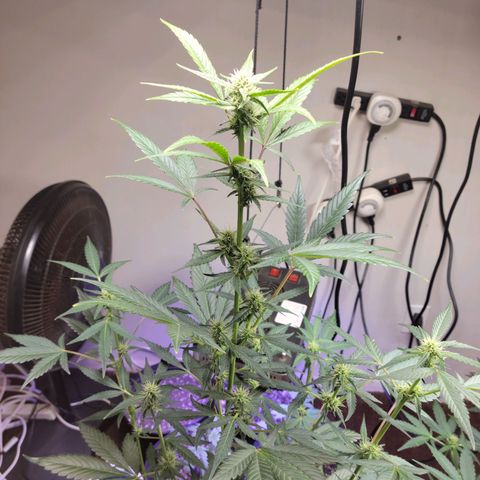 Tropicana Cookies Auto growlog timeline photo