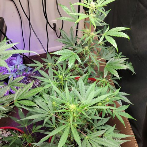Tropicana Cookies Auto growlog timeline photo