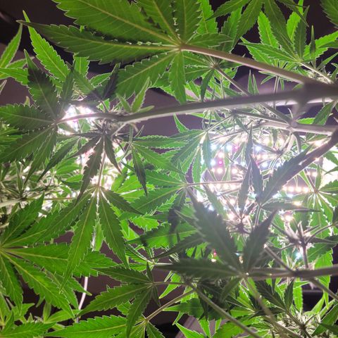 Tropicana Cookies Auto growlog timeline photo