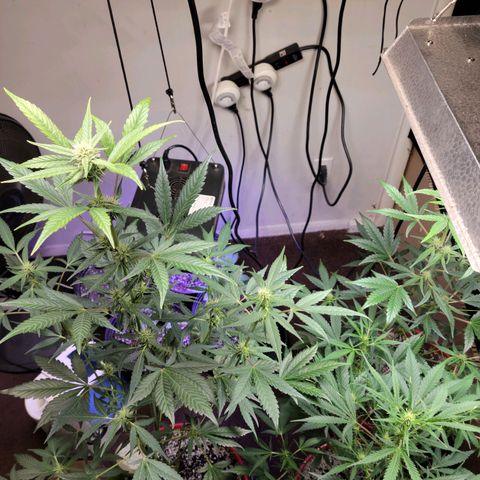 Tropicana Cookies Auto growlog timeline photo