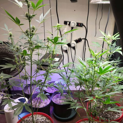 Tropicana Cookies Auto growlog timeline photo