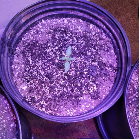 Red Poison Auto growlog timeline photo