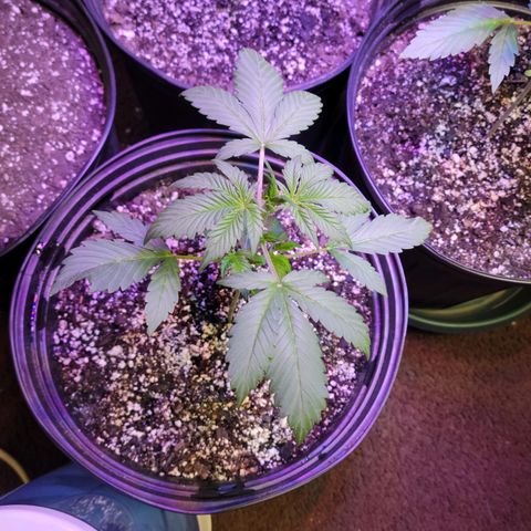Red Poison Auto growlog timeline photo