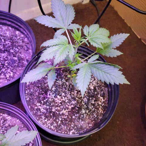 Red Poison Auto growlog timeline photo