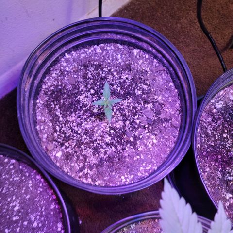 Red Poison Auto growlog timeline photo