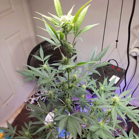 Tropicana Cookies Auto growlog timeline photo