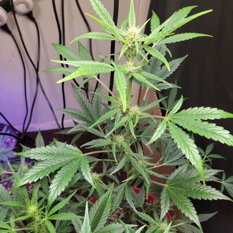 Tropicana Cookies Auto growlog timeline photo