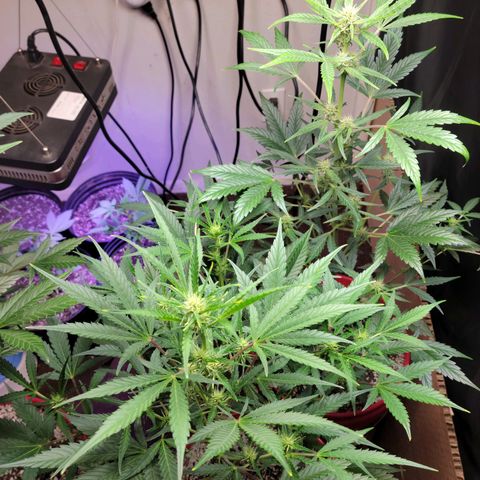 Tropicana Cookies Auto growlog timeline photo