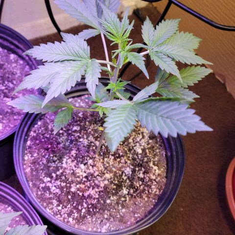 Red Poison Auto growlog timeline photo