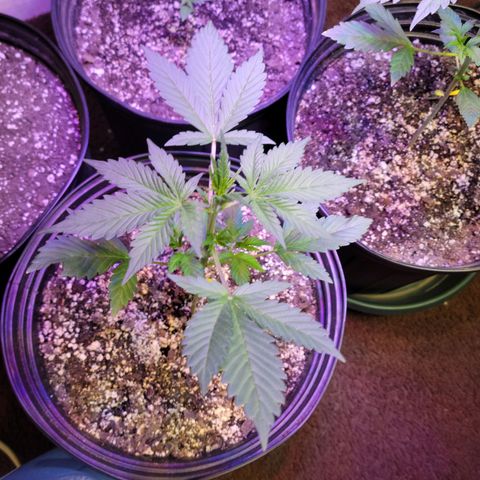 Red Poison Auto growlog timeline photo
