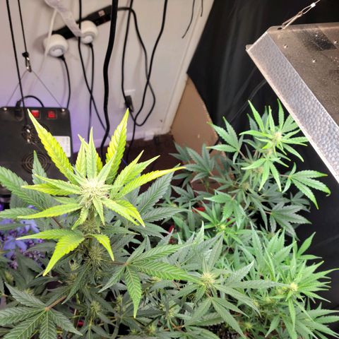 Tropicana Cookies Auto growlog timeline photo