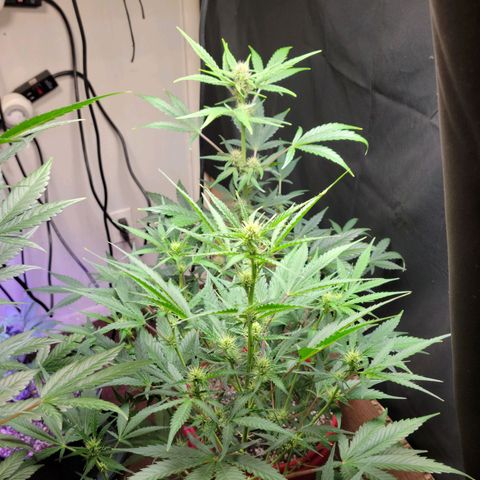 Tropicana Cookies Auto growlog timeline photo