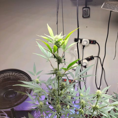 Tropicana Cookies Auto growlog timeline photo