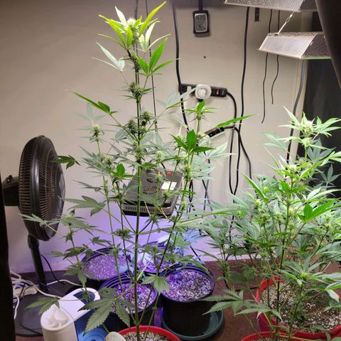 Tropicana Cookies Auto growlog timeline photo