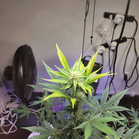 Tropicana Cookies Auto growlog timeline photo