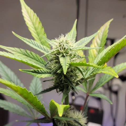 Tropicana Cookies Auto growlog timeline photo