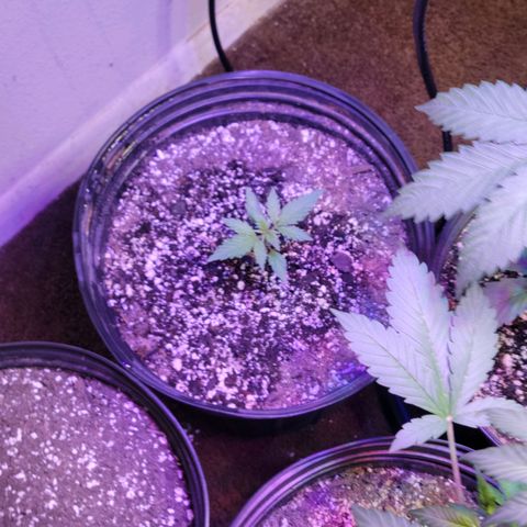 Red Poison Auto growlog timeline photo