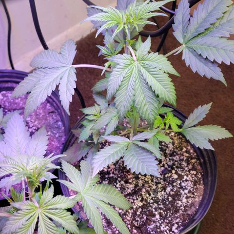Red Poison Auto growlog timeline photo