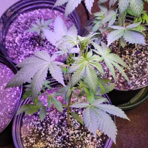 Red Poison Auto growlog timeline photo