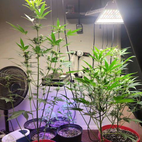 Tropicana Cookies Auto growlog timeline photo