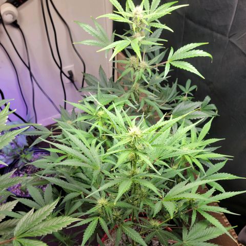 Tropicana Cookies Auto growlog timeline photo