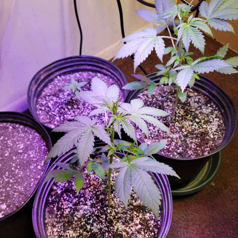 Red Poison Auto growlog timeline photo