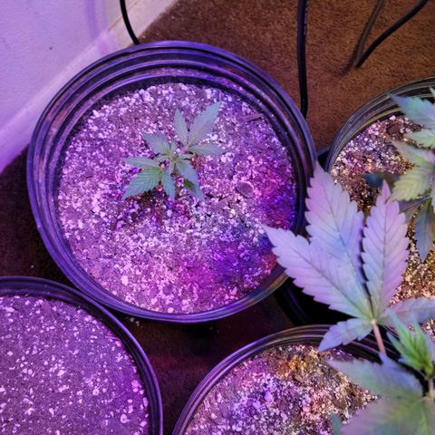 Red Poison Auto growlog timeline photo