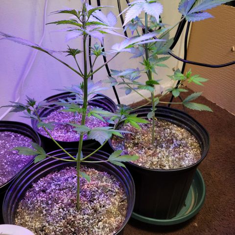 Red Poison Auto growlog timeline photo