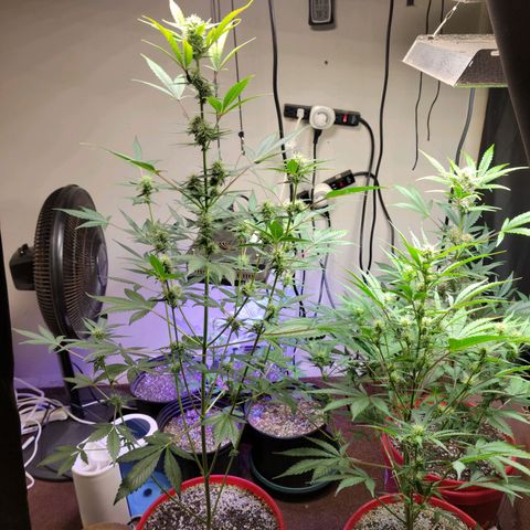 Tropicana Cookies Auto growlog timeline photo