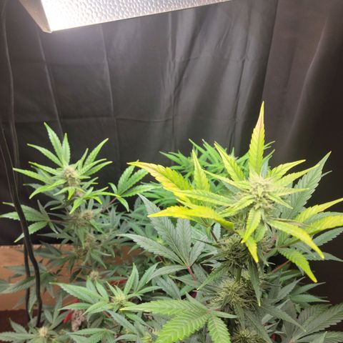 Tropicana Cookies Auto growlog timeline photo