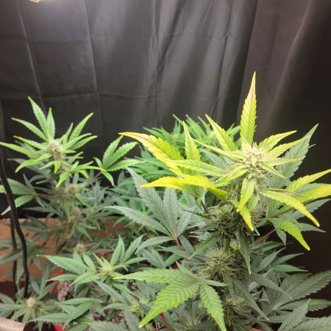 Tropicana Cookies Auto growlog timeline photo